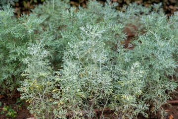 Artemisia arborescens, the tree wormwood plant