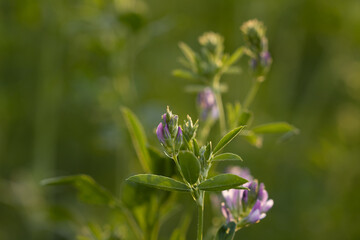pink flower in the garden 