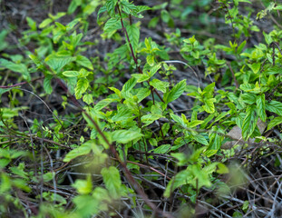 Mentha longifolia or horse mint plant