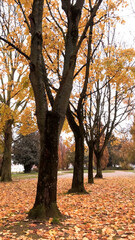 Fototapeta premium park in autumn with trees and yellow leaves fallen to the ground