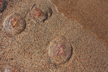 Transparent jellyfish thrown on the sandy shore