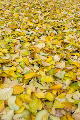 Yellow autumn foliage falling on grass as background