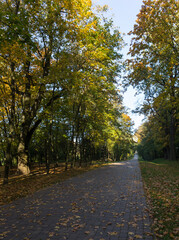 Walkway in the park in the summer