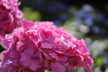 ピンクの紫陽花