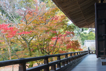Kyoto, Japan - Autumn leaf color at Komyoji Temple in Nagaokakyo, Kyoto, Japan. The Temple originally built in 1198.