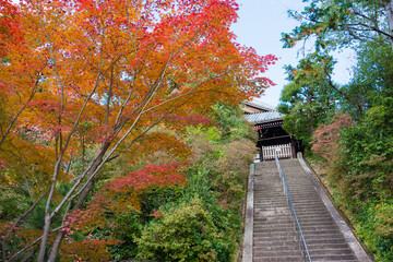 Fototapeta na wymiar Kyoto, Japan - Autumn leaf color at Komyoji Temple in Nagaokakyo, Kyoto, Japan. The Temple originally built in 1198.