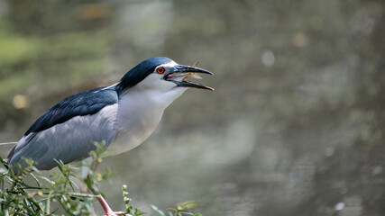 Kingfisher attempting to swallow small fish in its beak near a lake