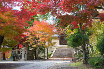 Kyoto, Japan - Autumn leaf color at Komyoji Temple in Nagaokakyo, Kyoto, Japan. The Temple originally built in 1198.
