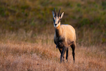 Smiling tatra chamois, rupicapra rupicapra, standing with crossed legsnand facing camera. Wild goat looking directly into camera. Adult mammal grazing in autumn during golden hour.