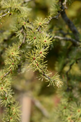 Larch Diana