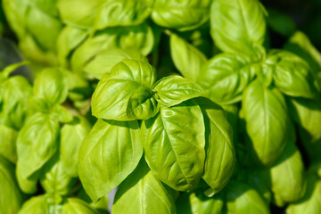Common basil