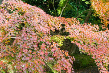 Kyoto, Japan - Autumn leaf color at Komyoji Temple in Nagaokakyo, Kyoto, Japan. The Temple originally built in 1198.