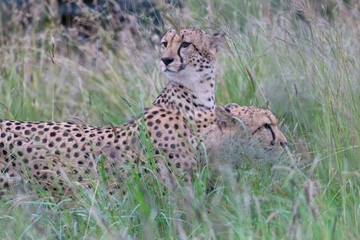 Cheetah pair (Acinonyx jubatus) closeup hunting in long grass, early morning light, in Madikwe game reserve, South Africa