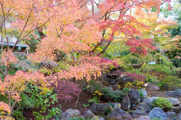 Kyoto, Japan - Autumn leaf color at Nagaoka Tenmangu Shrine in Nagaokakyo, Kyoto, Japan. The Shrine...