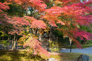 Kyoto, Japan - Autumn leaf color at Nagaoka Tenmangu Shrine in Nagaokakyo, Kyoto, Japan. The Shrine...