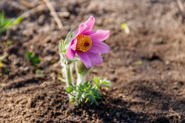 Eastern pasqueflower (Pulsatilla patens), also known as prairie crocus, cutleaf anemone, rock lily