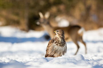 Calm common buzzard, buteo buteo, observing the surroundings of winter forest. Dominant bird of prey hunting in the snow surrounded by roe deer. Curious animal watching to the left of camera.