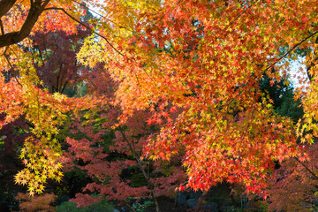 Kyoto, Japan - Autumn leaf color at Nagaoka Tenmangu Shrine in Nagaokakyo, Kyoto, Japan. The Shrine was a history of over 1000 years.