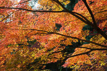 Kyoto, Japan - Autumn leaf color at Nagaoka Tenmangu Shrine in Nagaokakyo, Kyoto, Japan. The Shrine...