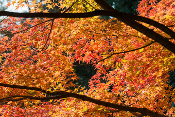 Kyoto, Japan - Autumn leaf color at Nagaoka Tenmangu Shrine in Nagaokakyo, Kyoto, Japan. The Shrine was a history of over 1000 years.