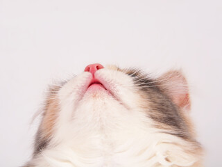 Bright beautiful kitten portrait isolated on the white