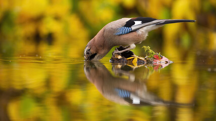 Adult eurasian jay, garrulus glandarius, leaning over the water while drinking. The reflection of wild bird in the water in autumn colors. Curious bowed animal with beak submerged in the water.