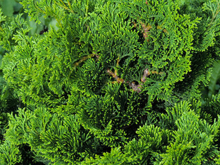Green branches of a cypress close-up