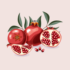 Vector illustration of a whole, half juicy pomegranate with leaves. Cartoon style, shadow texture. Isolated fruit on a light background.