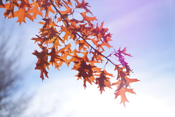 autumn leaves against sky