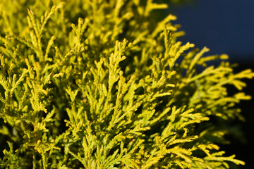 Sawara cypress Filifera Aurea