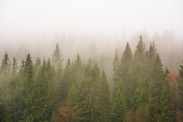 The Carpathian forest is covered with fog in the mountains