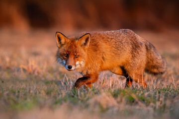 Naklejka na ściany i meble Wild red fox, vulpes vulpes, sneaking on meadow in autumn sunrise. Bushy mammal looking to the camera on filed in warm light. Fluffy predator moving on grass in morning sunlight.