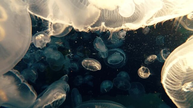Abstract background underwater shot of jellyfish