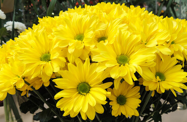 Bright yellow chrysanthemums close-up