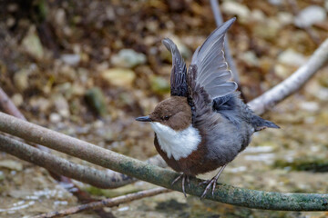 Wasseramsel (Cinclus cinclus)