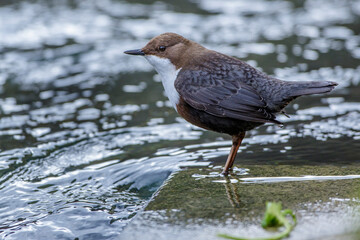 Wasseramsel (Cinclus cinclus)