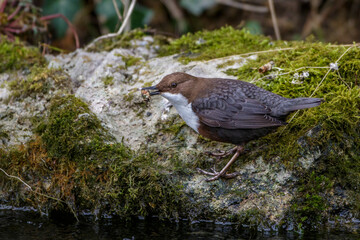 Wasseramsel (Cinclus cinclus)