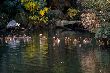 オシドリの集団移動！
太陽が西に大きく傾き、池の周囲の木々で池の水面は日陰になりました。その中をオシドリが集団で移動していました。