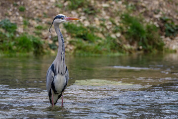 Graureiher (Ardea cinerea)