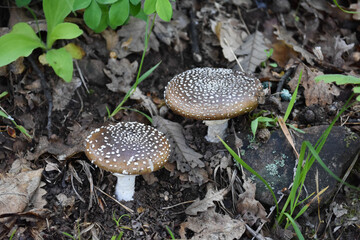 Toadstool (Amanita pantherina) mushroom in the forest. Beautiful and poisonous mushroom amanita...