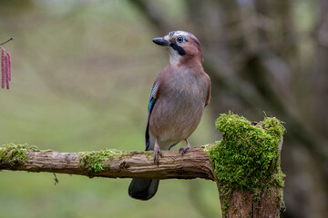 Eichelhäher (Garrulus glandarius)