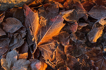 Bunte Blätter bei Sonnenaufgang im Winter mit Rauhreif