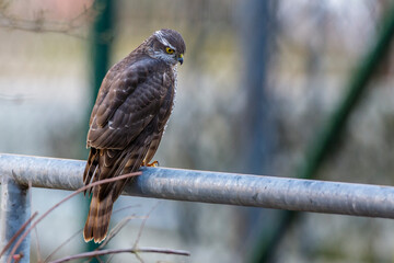 Sperber (Accipiter nisus) Weibchen