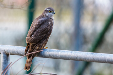 Sperber (Accipiter nisus) Weibchen