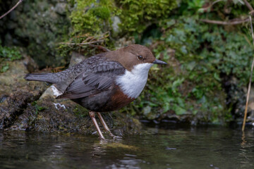 Wasseramsel (Cinclus cinclus)