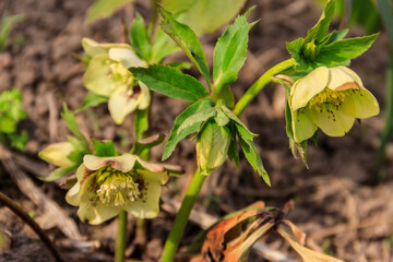 Green hellebore flower on flowerbed in garden