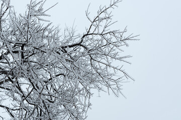 Branches  covered with ice after freezing rain. Sparkling ice covered everything after ice storm cyclone. Terrible beauty of nature concept. Winter landscape, scene, postcard. Selective focus.
