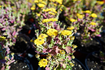 Yellow mix Branspice blooms in nursery