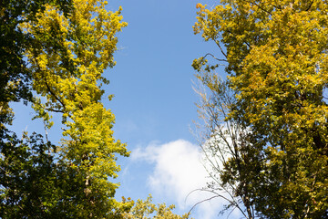 Obraz premium Tree top background