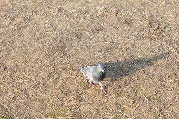 Late autumn scenery of Jinju Castle of Korea